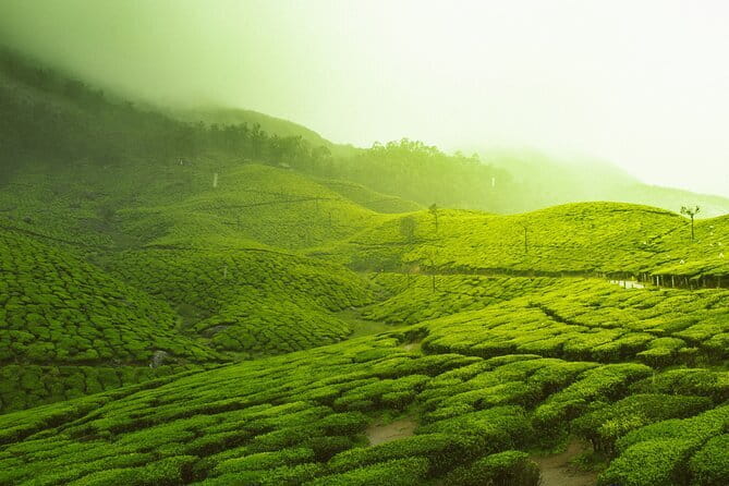 12 Hours Private Munnar Tour from Kochi - Why this private Munnar tour is a smart use of one day