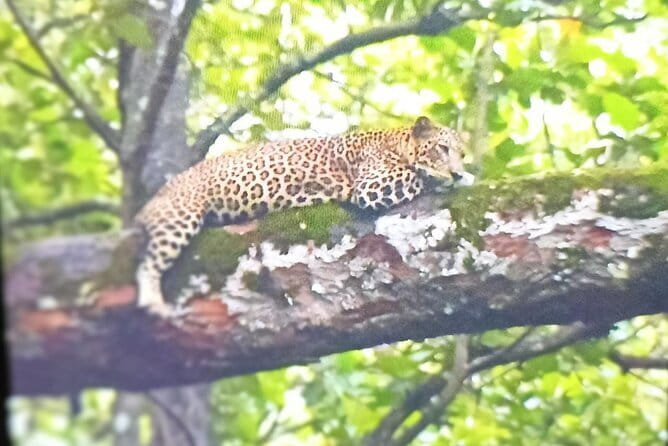 2 Day Bandipur Safari and Mysore Palace Tour - Bandipur & Nilgiri Biosphere Reserve safaris: two chances, two styles