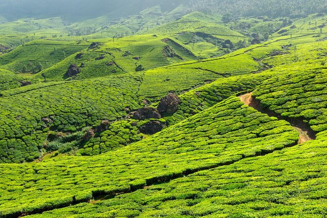 2 Nights Misty Munnar Sightseeing (Private Tour with Car) - Iris Holidays - Day 3 from Munnar to Kochi: Chinese fishing nets, Mattancherry, and Fort Kochi Beach