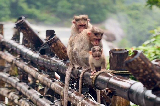 4 Day Kerala Tour Athirappilly Munnar Alleppey - Price and value: what $364.50 buys you