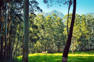 5 Days Budget Kerala Tour Packages by Sanguine Holidays - Day 1 Road-Trip Stops: Cheeyappara and Valara Waterfalls