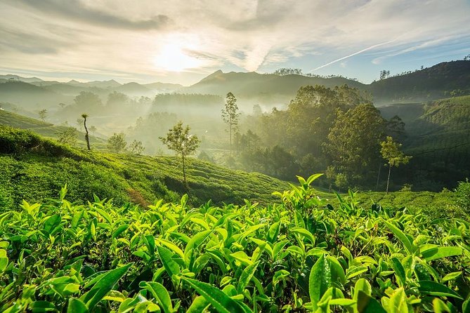 6 Days Private Tour Kerala Natural Retreat - Price and logistics: what $500 really means