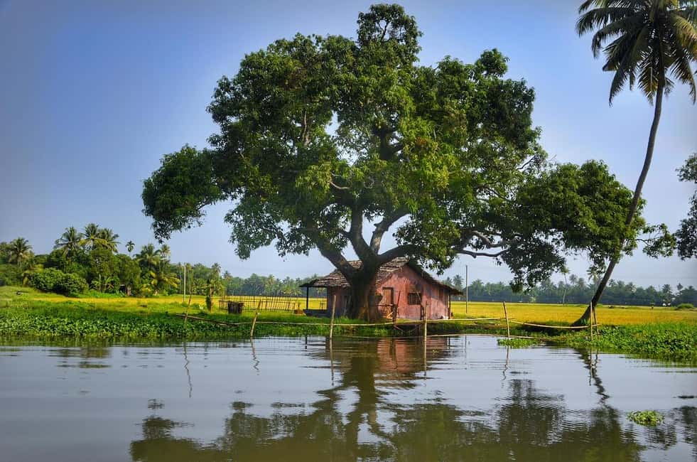 Aleppey Houseboat backwater Day Tour with Lunch and pickup - 4 hours of backwater cruising: canals, paddy fields, and everyday work