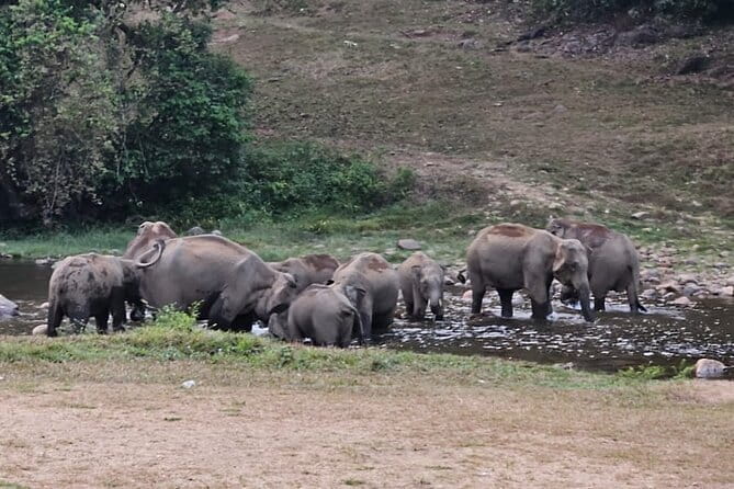 Anakkulam Wild Elephant Visiting(Jeep tour) - Quick hits: what makes this jeep tour work