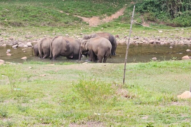 Anakkulam Wild Elephant Visiting(Jeep tour) - Group size, guide attention, and how it feels to be with Balu