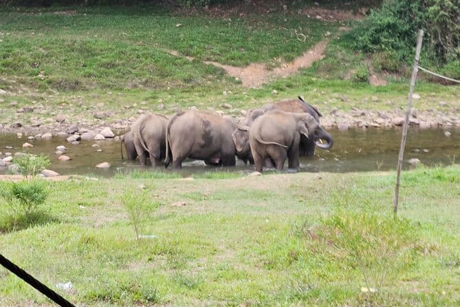Anakkulam Wild Elephant Visiting(Jeep tour) - Meeting point and how to plan your arrival