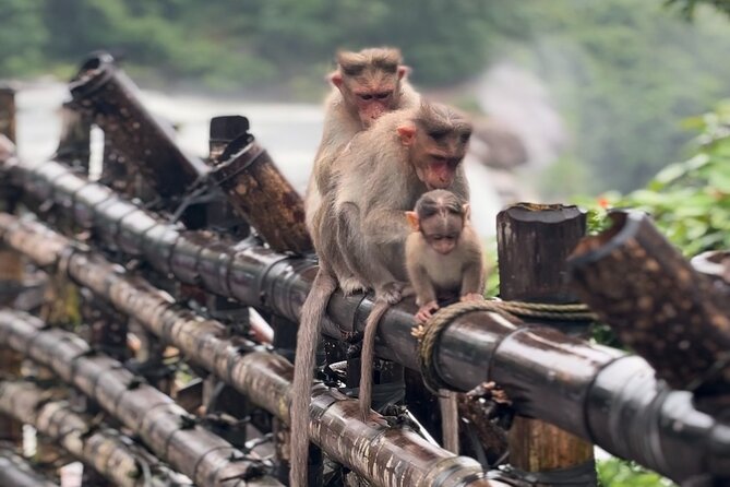 Athirappilly Waterfalls Day Trip from Kochi with Transfers - Key highlights that make this trip worth your time