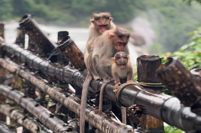 Athirappilly Waterfalls Day Trip from Kochi with Transfers - The short trek: panoramic views plus bird-and-monkey spotting