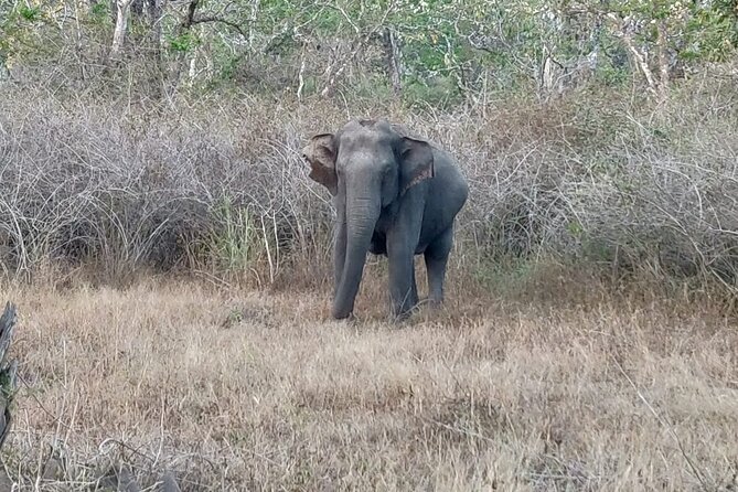 Bandipur wildlife and Mysore experience in 2 days from Bangalore - The Bangalore-to-Bandipur drive that sets expectations
