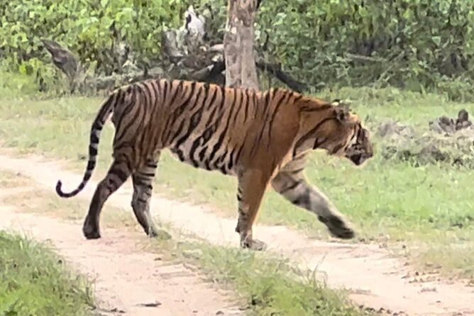 Bandipur wildlife and Mysore experience in 2 days from Bangalore - Mysore Palace: royal power after the jungle quiet