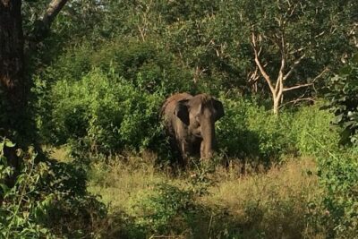 Bandipur wildlife and Mysore experience in 2 days from Bangalore - Day 2: Morning Bandipur safari when wildlife is most active