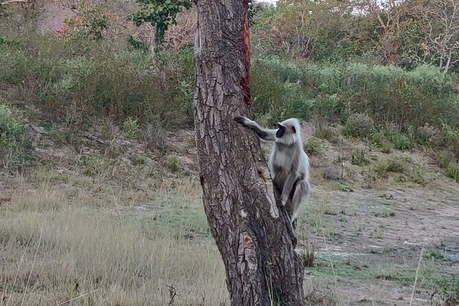 Bandipur wildlife and Mysore experience in 2 days from Bangalore - Ranganathittu Bird Sanctuary: boat safari on the Cauvery is the crowd-pleaser