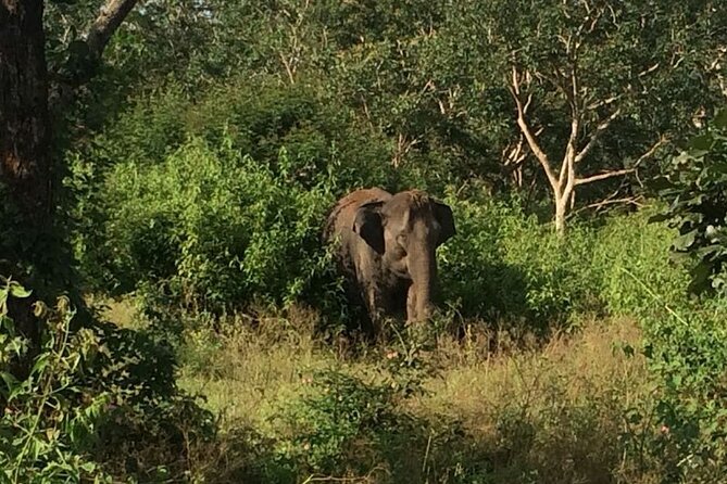 Bandipur wildlife and Mysore experience in 2 days from Bangalore - Day 2: Morning Bandipur safari when wildlife is most active