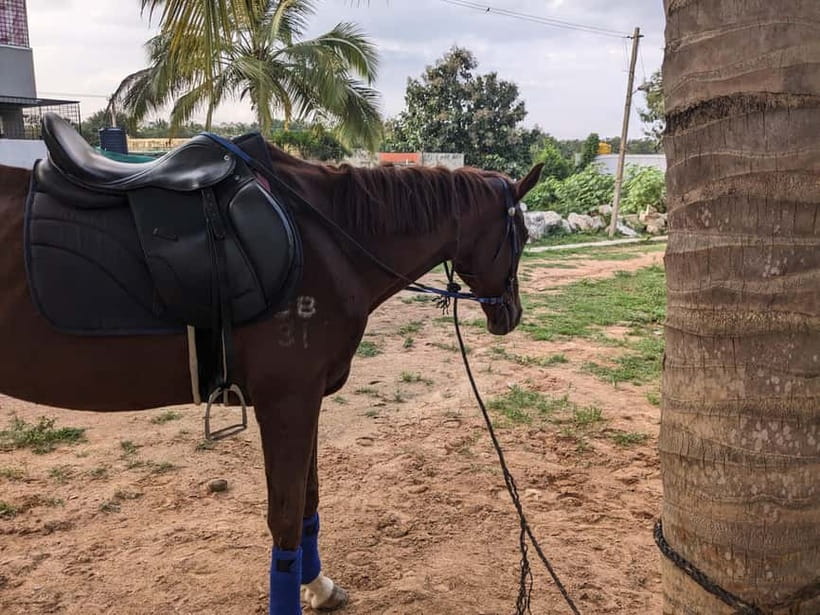 Bangalore: Horse Riding Safari Tour - Getting to the forest trails near Hennur Bagaluru Road
