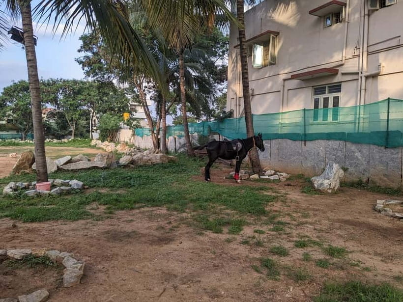 Bangalore: Horse Riding Safari Tour - The 1-hour safari ride with a Nandi Hills view