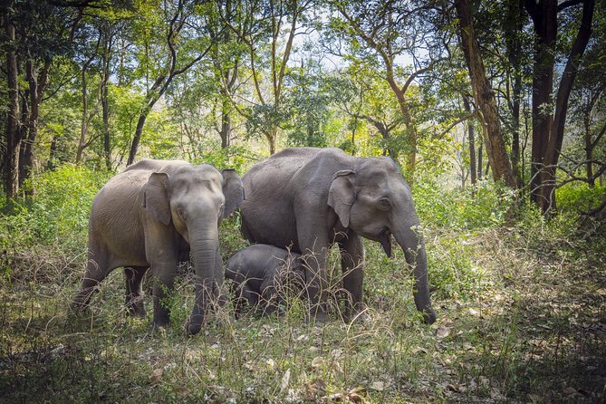 Bangalore to Nagarhole National Park: Wilderness Retreat - Key highlights and what they mean for you
