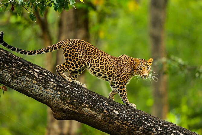 Bangalore to Nagarhole National Park: Wilderness Retreat - From Bangalore to Nagarhole: the 3-day rhythm that keeps you in the wildlife