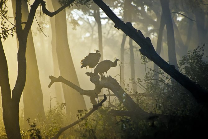 Bangalore to Nagarhole National Park: Wilderness Retreat - Boat safari in Kabini: slower, quieter scanning for big moments