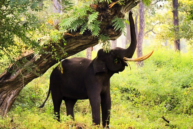 Bangalore to Nagarhole National Park: Wilderness Retreat - Your guide team and safe transport: why this trip feels easier than DIY