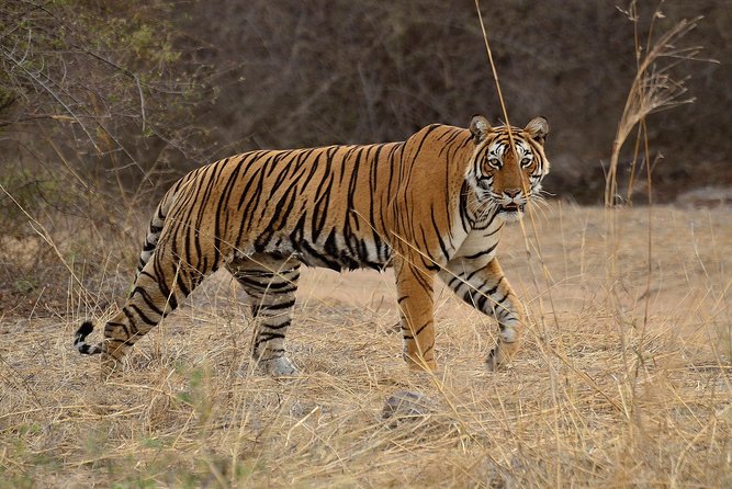 Bangalore to Nagarhole National Park: Wilderness Retreat - Your base in the wild: what the resort + meals get right
