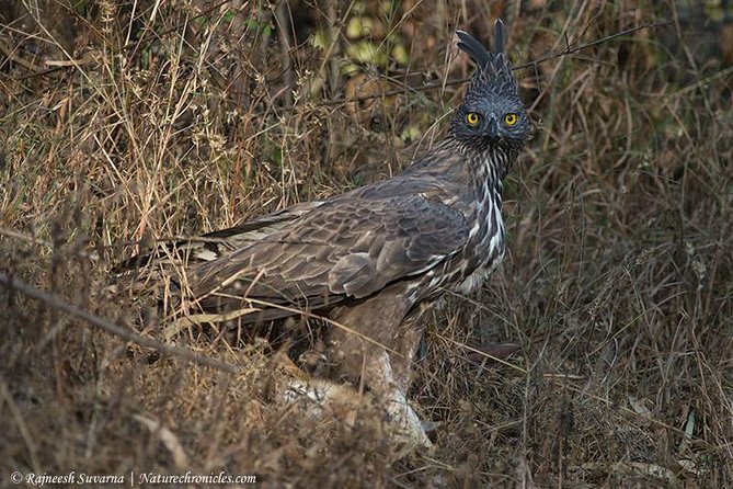 Birding & Bird Photography tour in Bangalore - Key highlights you’ll notice fast