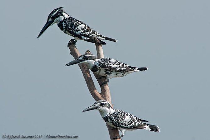 Birding & Bird Photography tour in Bangalore - Birding Bangalore the practical way: early starts and smart routing