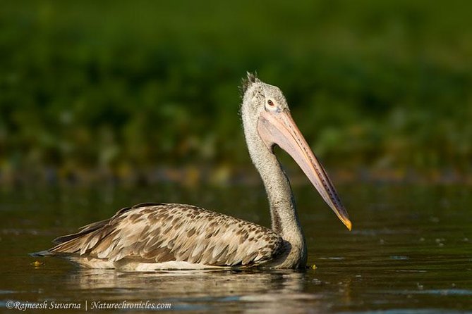 Birding & Bird Photography tour in Bangalore - Hessarghatta: hills and dry-area birding later in the day