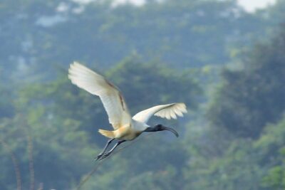 Chennai, Guided Birding And Birding Photo Trip With Spot Scope, 2 to 3 Hours - Comfort Matters: A/C Transport for a 2–3 Hour Outing
