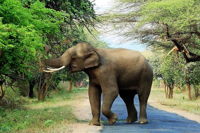 Chinnar Wild-life Visiting Tour (Eravikulam National Park) - Key points to know before you go