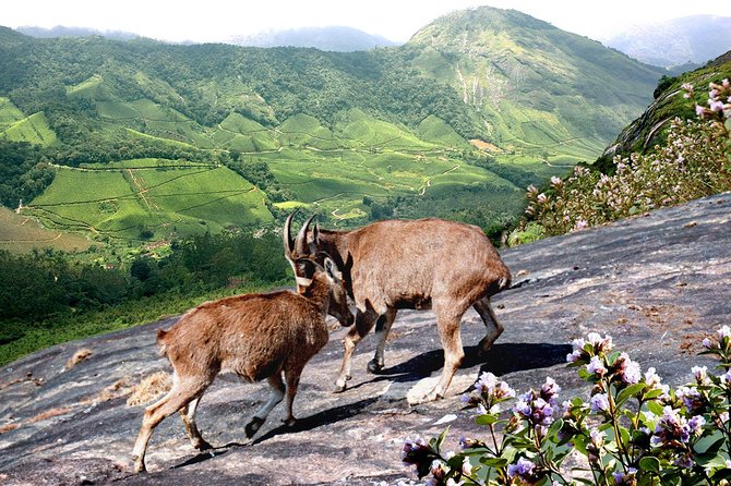 Chinnar Wild-life Visiting Tour (Eravikulam National Park) - Kannan Devan Tea Museum: tea history plus Munnar culture