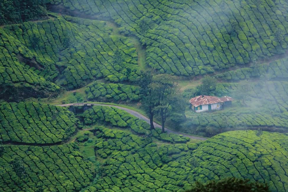 Cochin: 5-Day Kerala Tour with Munnar, Thekkady and Alleppey - Driving reality: traffic, road conditions, and why a good driver changes everything
