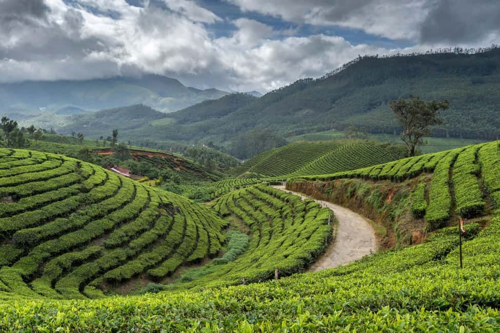 Cochin: 5-Day Munnar, Thekkady, and Alleppey Tour - Day 5: Back to Cochin, Fort Kochi classics, and Dutch-and-Jewish landmarks