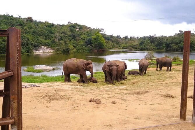 Explore Bangalore’s Wild Side – An Exclusive Bannerghatta Safari! - Morning pickup to Bannerghatta: what to expect on the road