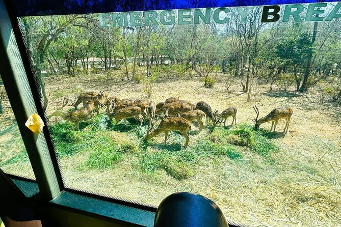 Explore Bangalore’s Wild Side – An Exclusive Bannerghatta Safari! - Who should book this safari day (and who might not)