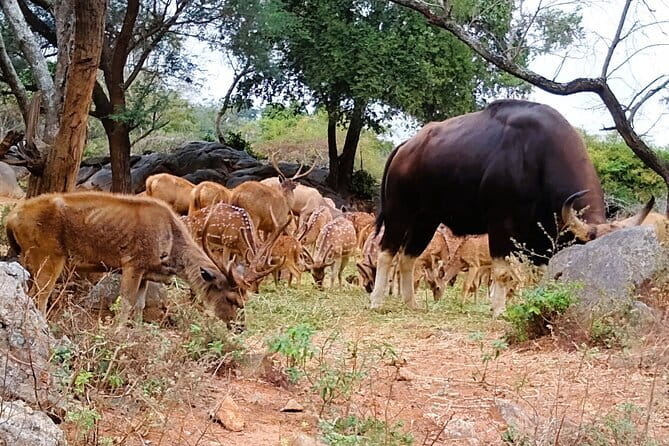 Explore Bangalore’s Wild Side – An Exclusive Bannerghatta Safari! - The Safari Drive: lions, tigers, leopards, and elephants in the open