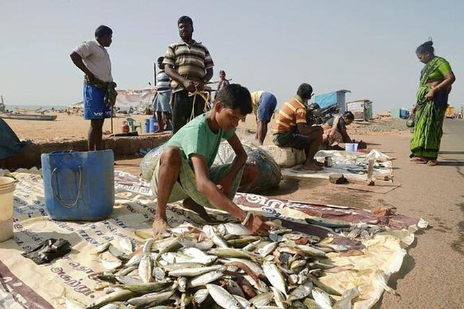 Explore Chennai Private Car Tour Experience - Pattinampakkam Fish Market and Royapuram Harbour: Seafood Energy Up Close