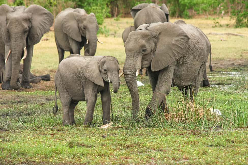 From Cochin: Thekkady 2-Day Tour with Jeep Safari - Cochin to Thekkady in two days: the pace and what it means
