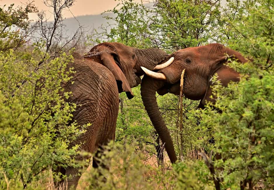 From Cochin: Thekkady 2-Day Tour with Jeep Safari - English-speaking private driving: comfort, control, and the small details