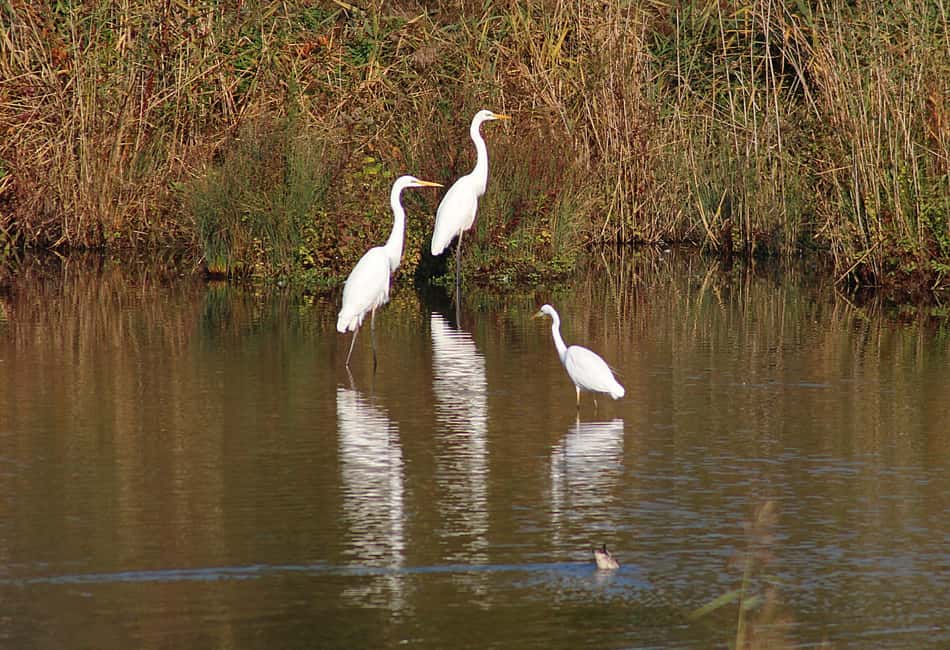 From Cochin: Thekkady 2-Day Tour with Jeep Safari - Should you book the Cochin–Thekkady 2-day Jeep Safari?