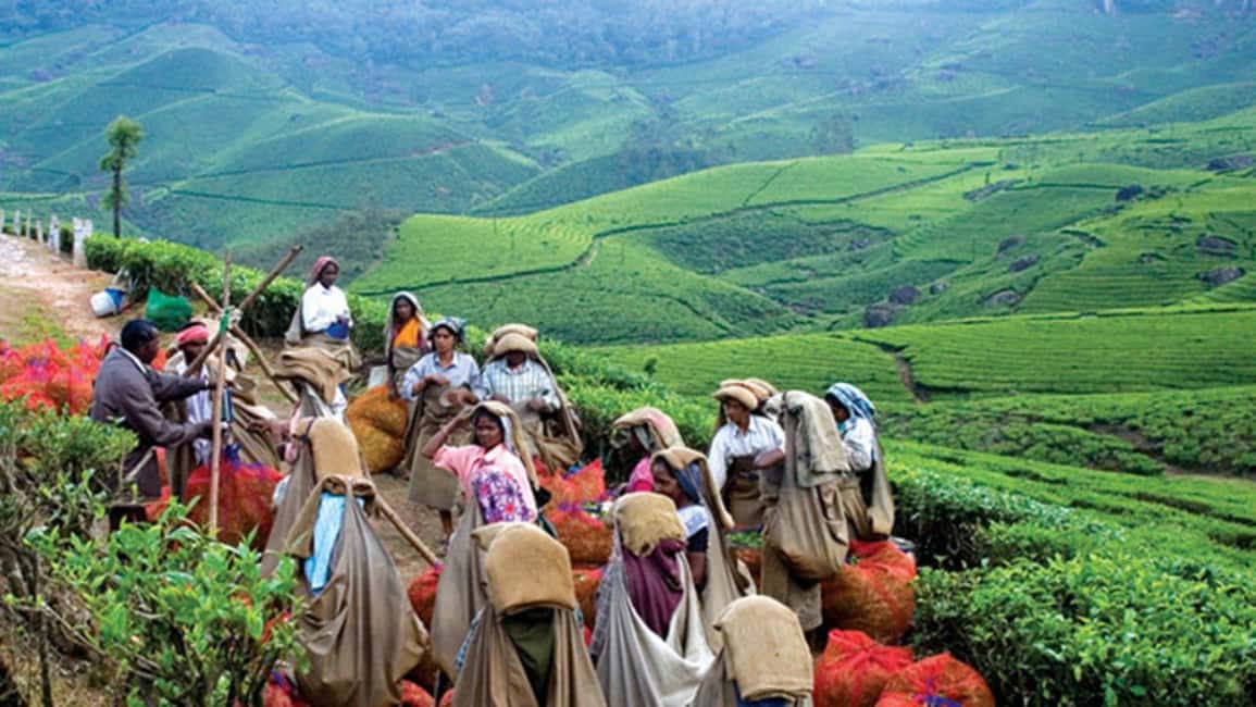 From Munnar: Tea Factory, Plantation, and National Park Tour - Eravikulam National Park and Nilgiri Tahr Country