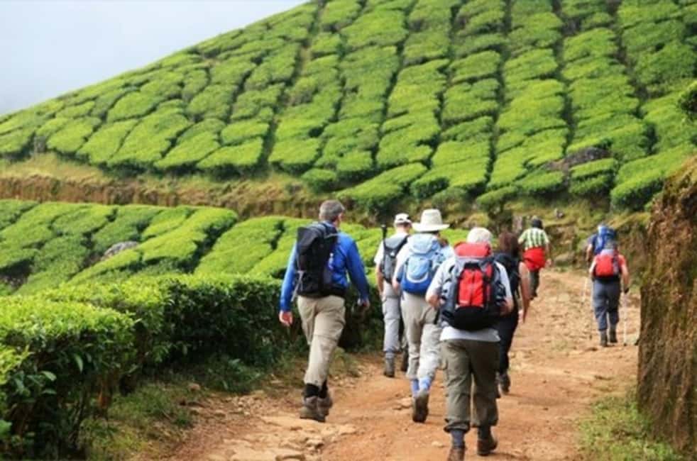 From Munnar: Tea Factory, Plantation, and National Park Tour - The Lunch Break: Plan Around It, Don’t Assume It’s Included