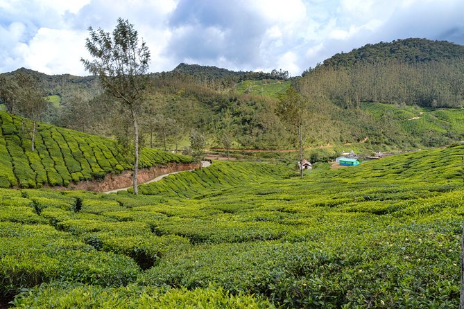 Full-Day Private Tour to Munnar from Kochi with Lunch - Morning stop at Oonnukal: the road-trip breakfast you’ll appreciate