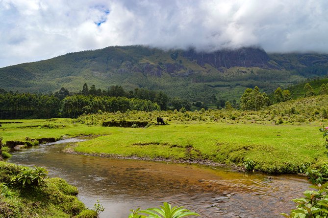 Full-Day Private Tour to Munnar from Kochi with Lunch - How the private pickup and long day schedule works