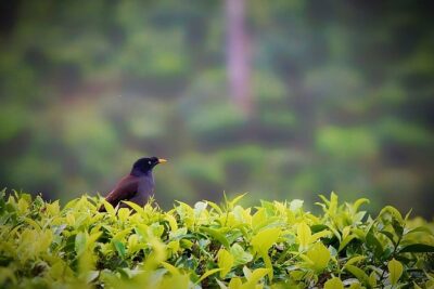 Hill Station Tour from Coimbatore to Valparai - 2 days - Price and value: is $117.62 per person a smart deal?