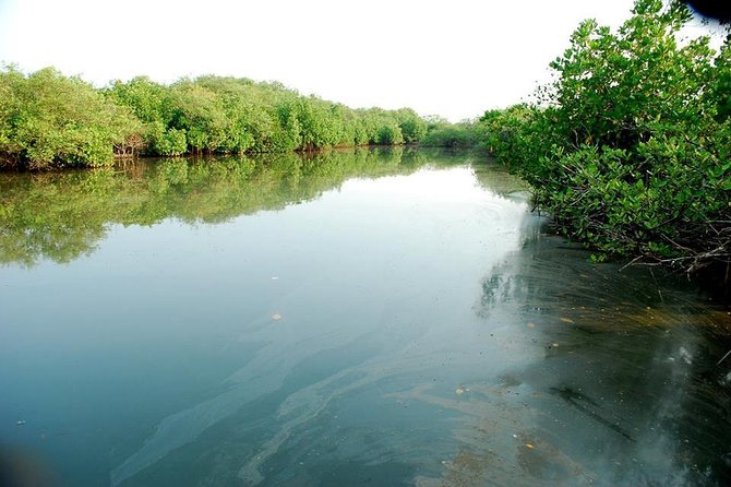 Into the Mangroves: Calicut Mangrove Trail by Tyndis - Who This Tour Fits Best