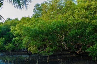 Into the Mangroves: Calicut Mangrove Trail by Tyndis - Nine Mangrove Varieties: What to Look For
