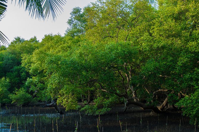 Into the Mangroves: Calicut Mangrove Trail by Tyndis - Nine Mangrove Varieties: What to Look For