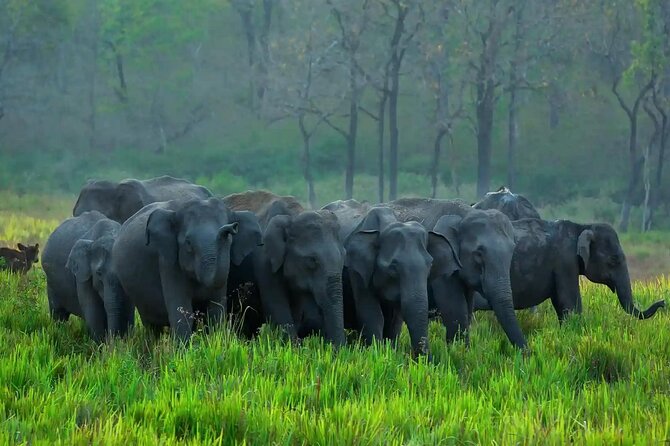 Kerala 6 Day Tour Munnar Thekkady Alleppey Kovalam Beaches - Munnar town time, plus tea museum and factory context