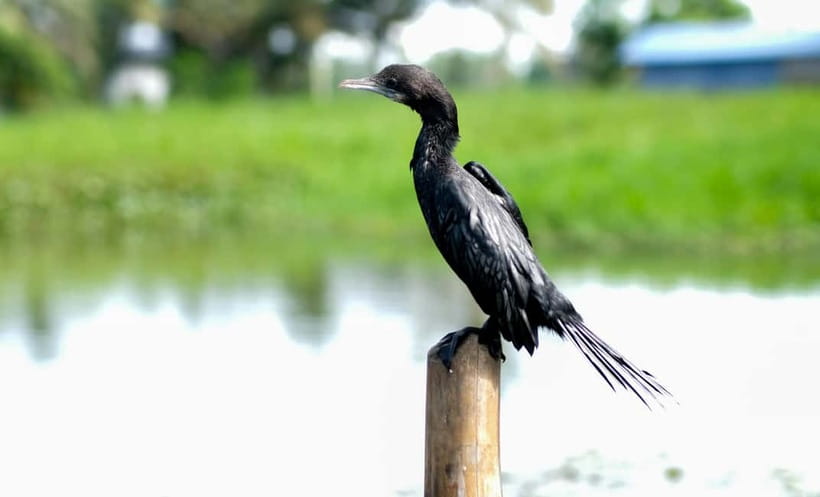 Kumarakom: Sunrise Cruise With Village Life and Local Food - Key highlights you shouldn’t miss