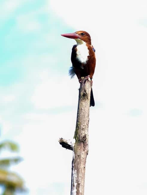 Kumarakom: Sunrise Cruise With Village Life and Local Food - Birdwatching through narrow canals: herons, egrets, and lotus chances